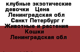 клубные экзотические девочки › Цена ­ 10 000 - Ленинградская обл., Санкт-Петербург г. Животные и растения » Кошки   . Ленинградская обл.